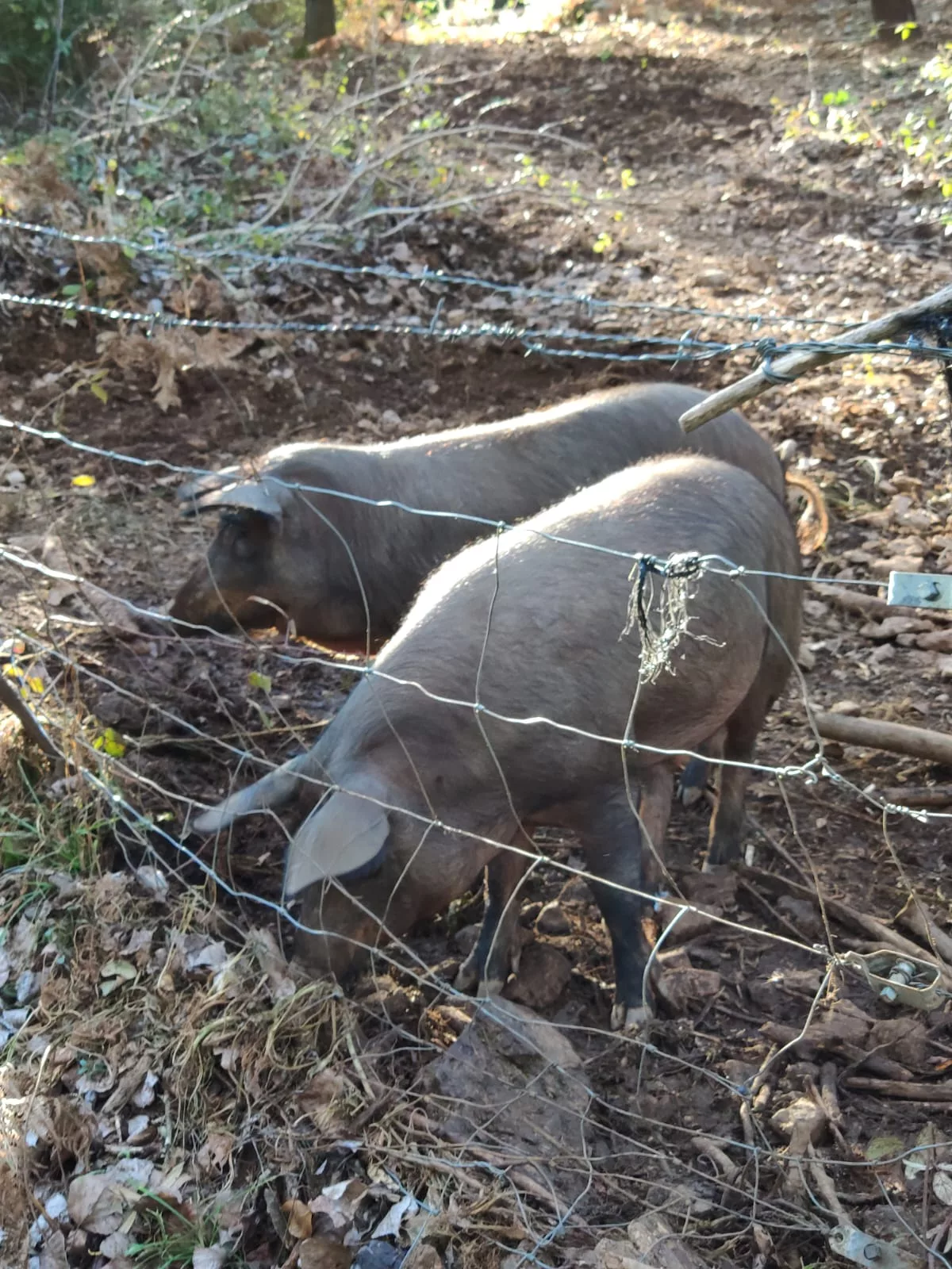 Descubre la Sierra de Huelva desde una Casa de Ensueño en Las Pajanosas con PrimeStays.es